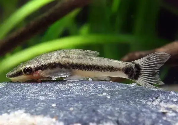 Ryby i krewetki jedzące glony w akwarium