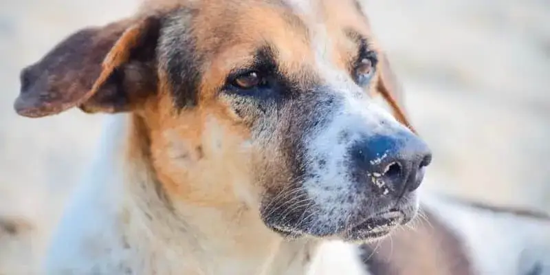 Zdjęcie Skuteczne sposoby na uczulenie u psa – jak pomóc swojemu pupilowi