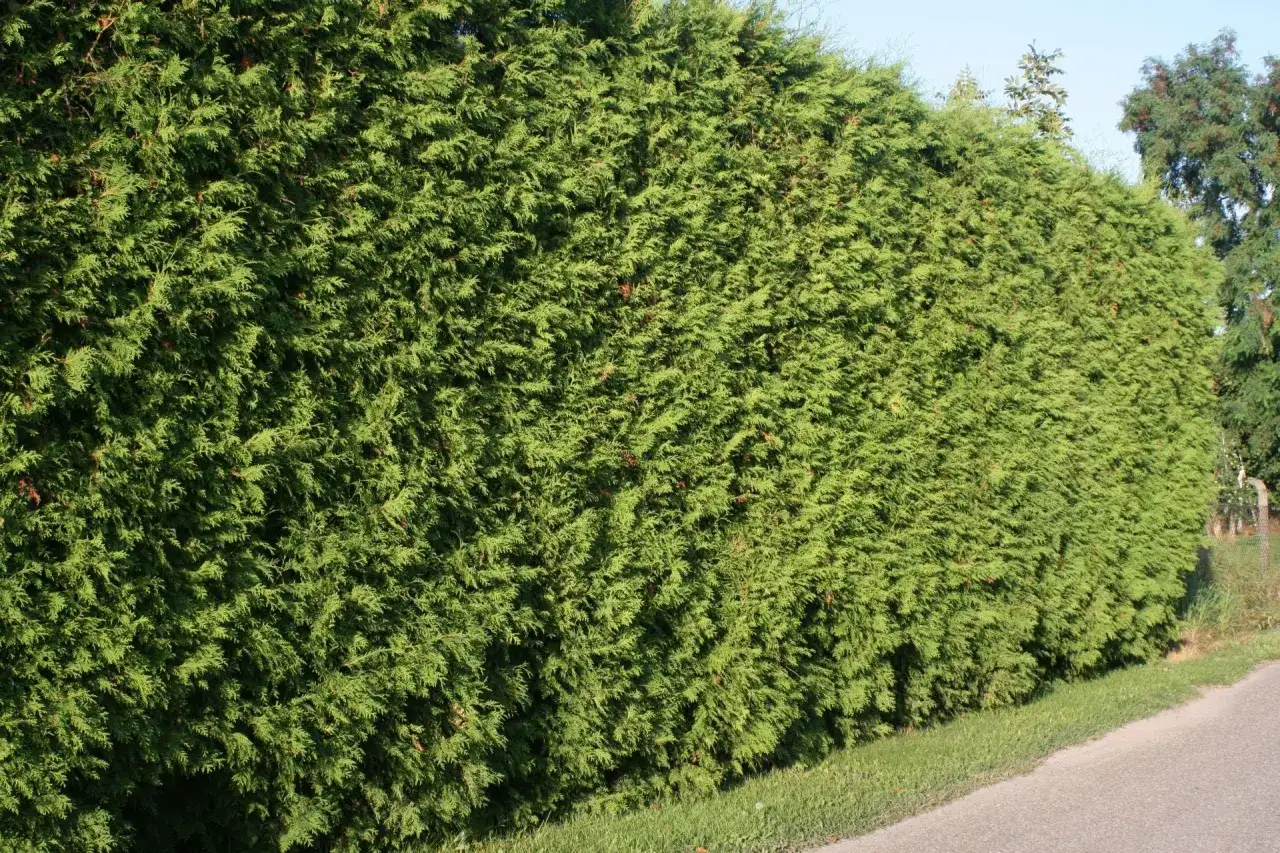 Gęsty, zielony żywopłot z żywotnika. Idealna tuja na żywopłot, tworząca naturalną barierę.