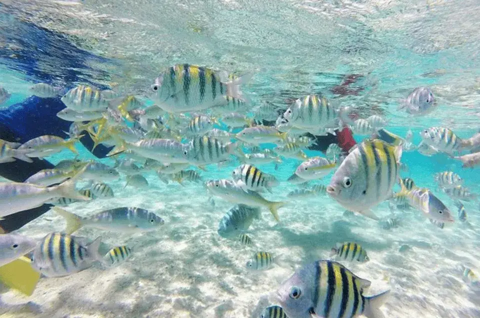 Cayo Arena snorkeling rafa koralowa