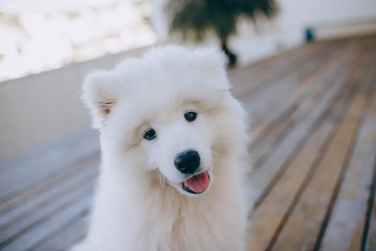 Uśmiechnięty samoyed, którego puszyste futro i przyjazne spojrzenie to same zalety. Wady? Może tylko to, że trudno się od niego oderwać!