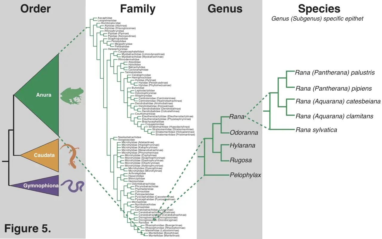 Systematyka w biologii to klasyfikacja organizmów, np. żab (Anura), salamander (Caudata) i beznogich (Gymnophiona) na drzewie filogenetycznym.