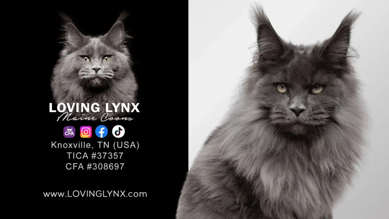 Majestatyczny kot rasy Maine Coon, znany z długowieczności. Dowiedz się, maine coon ile żyje, na stronie Loving Lynx.