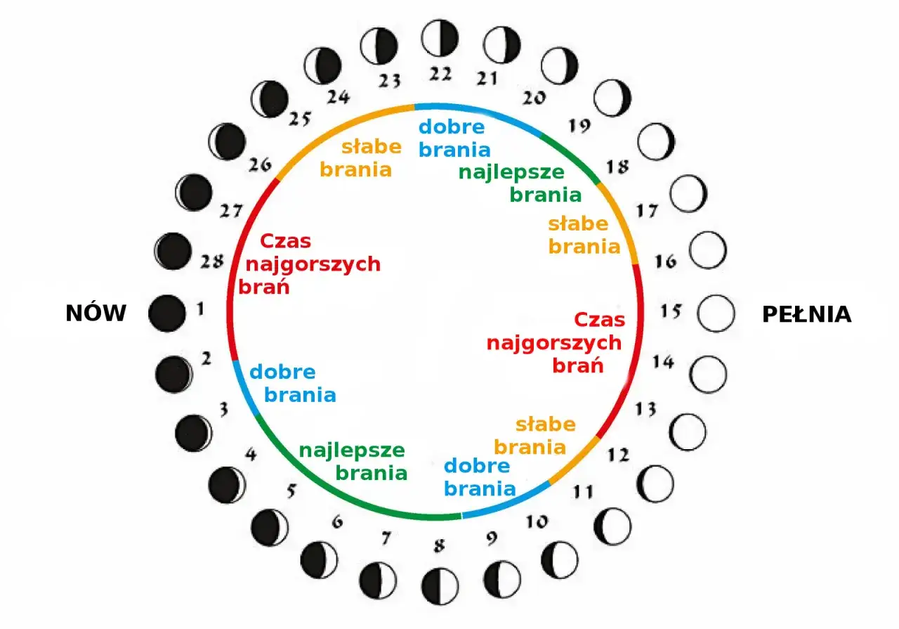 fazy księżyca wpływ na ryby