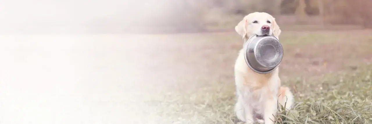 Złoty retriever z miską w pysku czeka na jedzenie. Pytanie: czym karmić szczeniaka?
