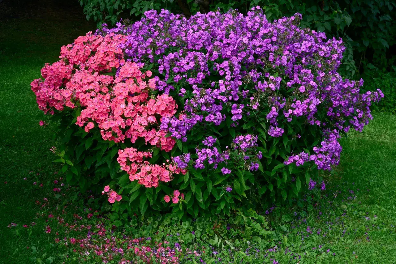 floksy kwitnące w ogrodzie wiosną i latem