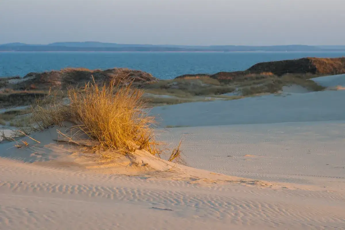 Piasek i trawy morskie na tle morza. Wiatr kształtuje krajobraz, pokazując, jak powstają wydmy.