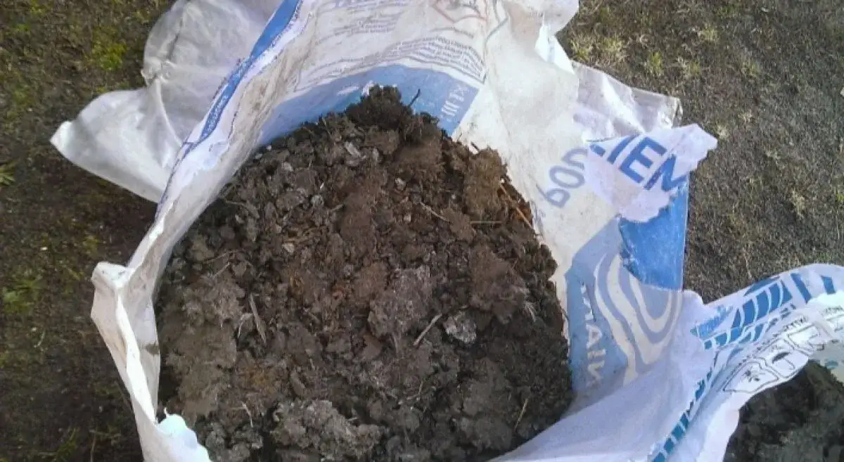 obornik gołębi naw&oacute;z