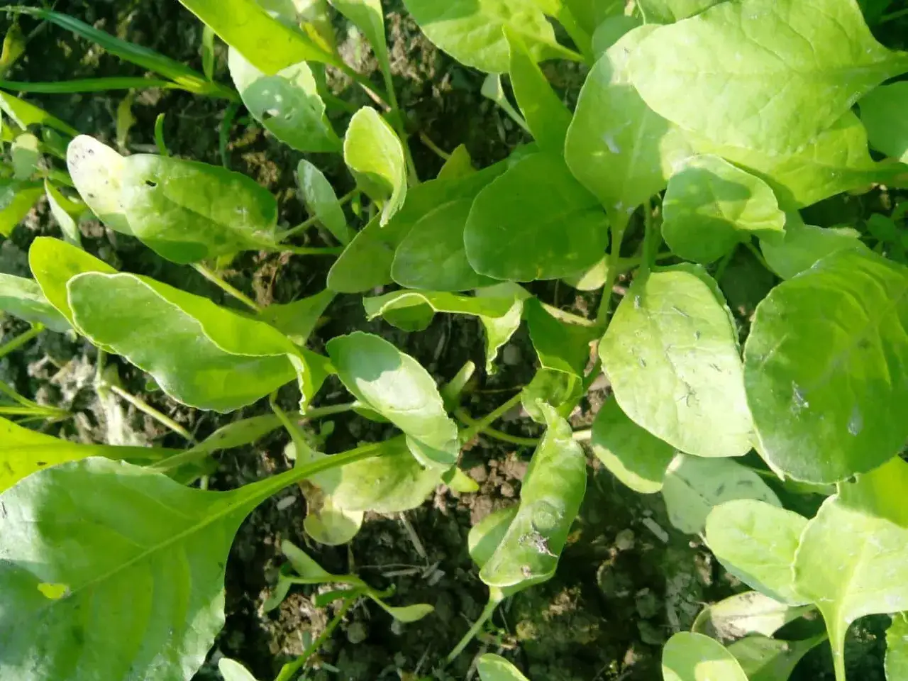 Zielone liście młodego szpinaku na ziemi. Czy szpinak po ścięciu odrasta? Tak, jego liście szybko się regenerują.