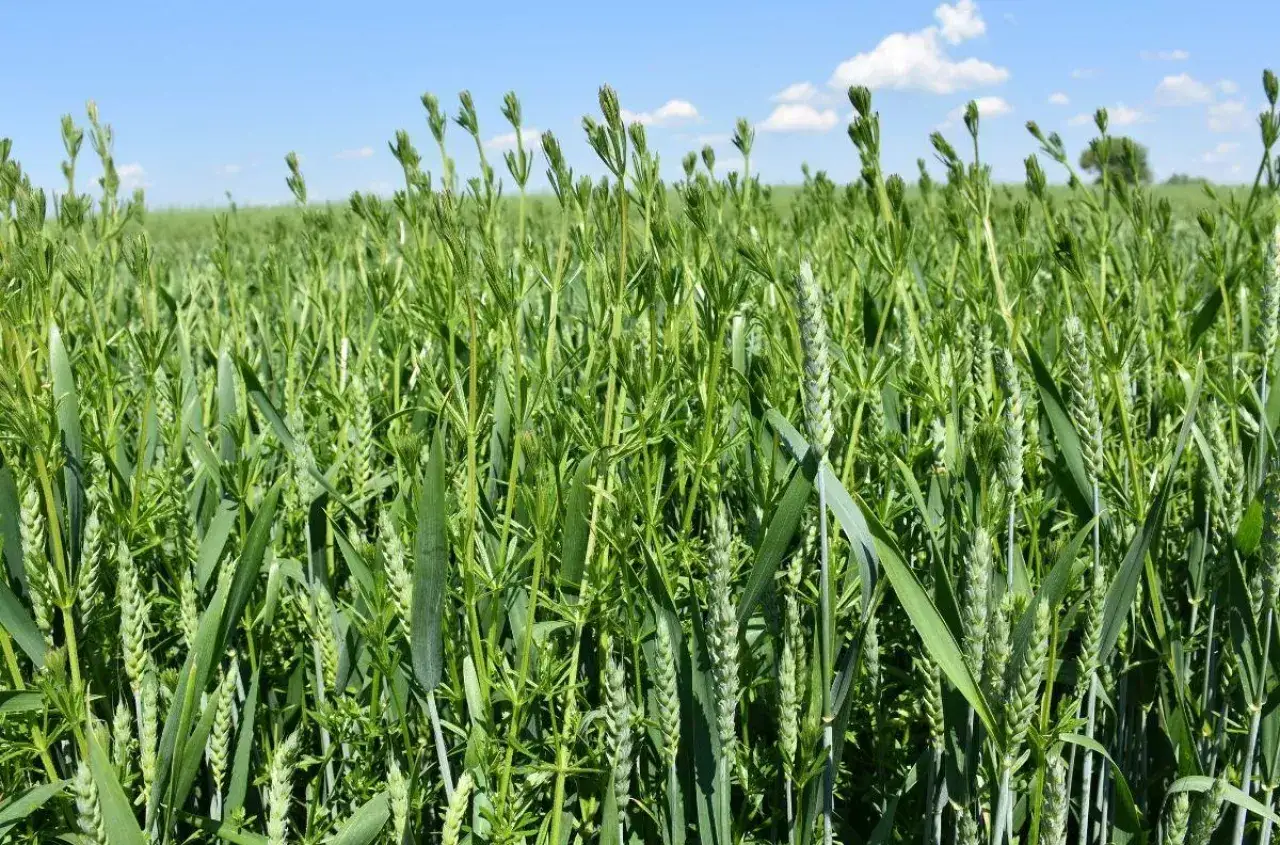 najgroźniejsze chwasty zbożowe w Polsce identyfikacja