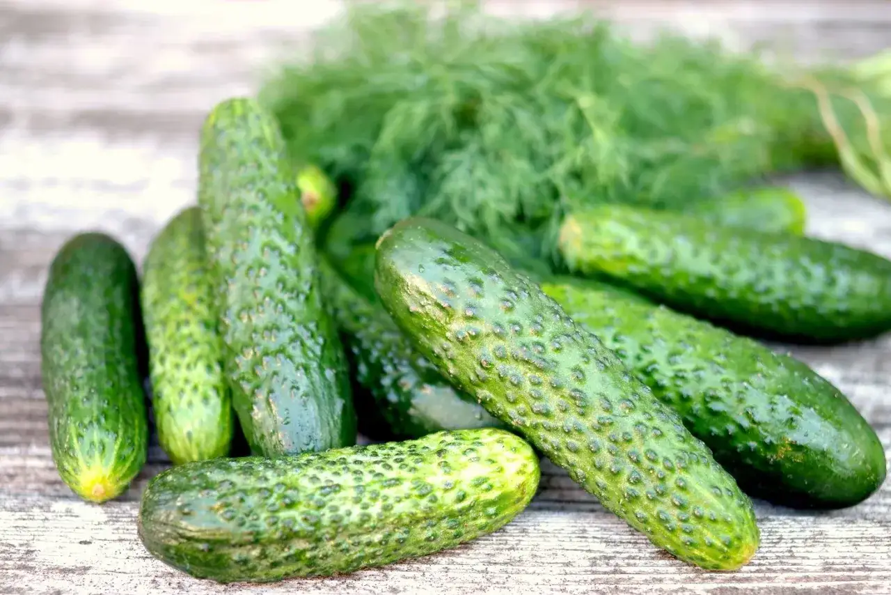 Kiszony og&oacute;rek, pyszny i chrupiący, może pom&oacute;c w regulacji poziomu cukru. Na stole leżą świeże og&oacute;rki i koperek.