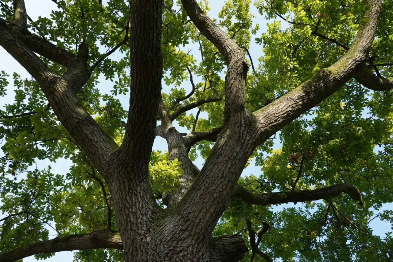Gruba kora starego dębu, gałęzie rozchodzą się ku niebu. Czy to legalna wycinka drzew bez zgłoszenia?