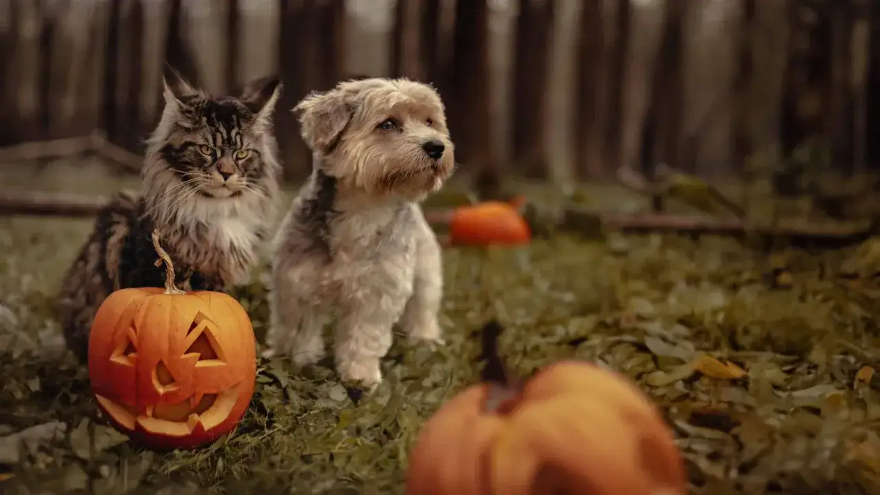 Kot i pies siedzą obok dyni na Halloween. Niekt&oacute;rzy twierdzą, że to brzydkie zdjecia, ale ja widzę w nich uroczy duet.