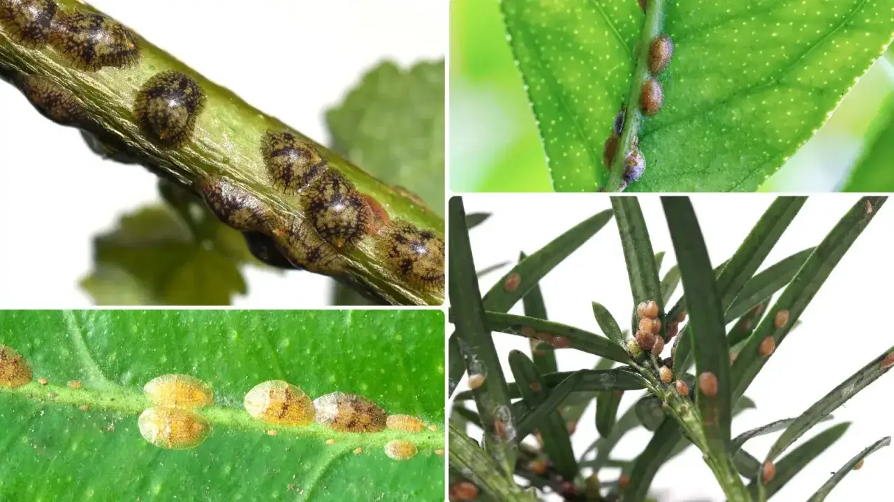 Szkodniki na łodygach i liściach roślin. Zbliżenie na tarczki czerwców, które można zwalczać naturalny oprysk na przędziorka.