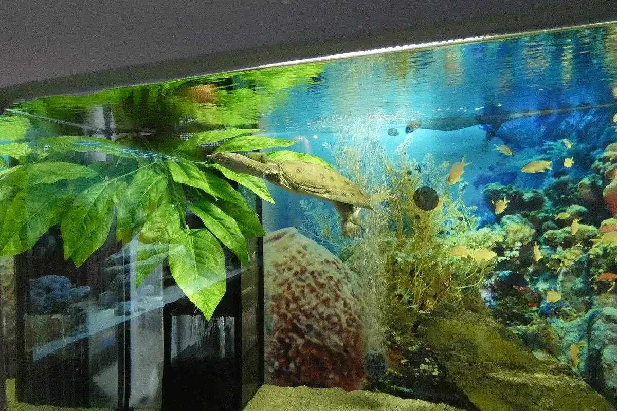 Oceanarium Łeba wnętrze akwaria ryby