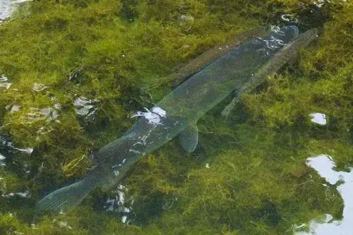 Zdjęcie Jaką wędkę na żywca wybrać, by nie stracić dużej ryby?