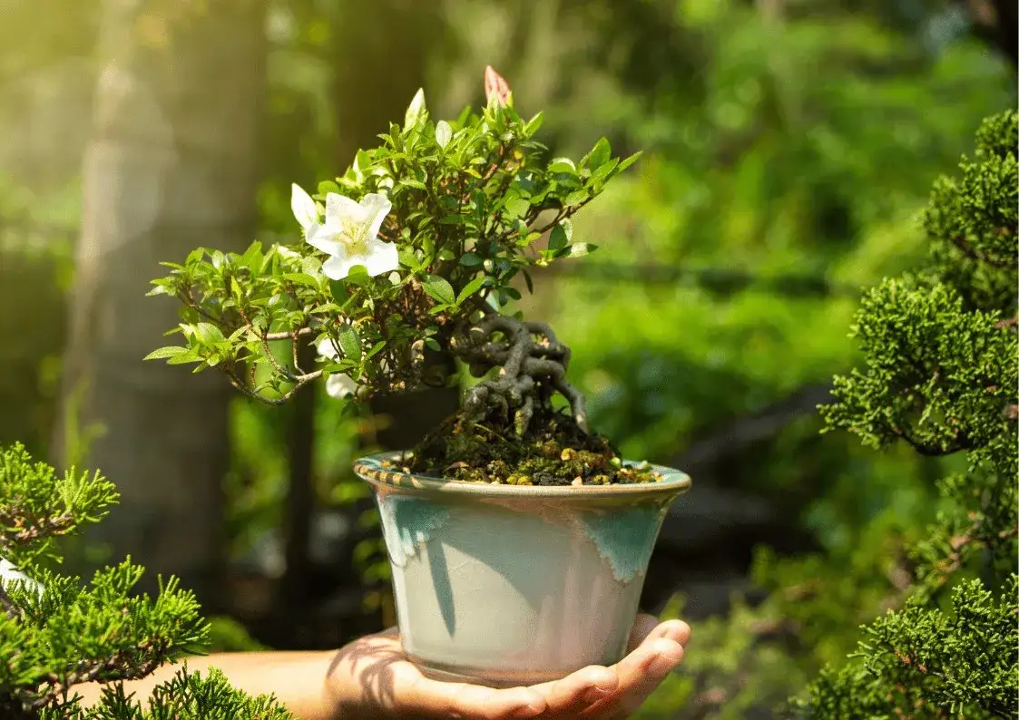 Zdjęcie Jak przycinać fikusa bonsai, aby uniknąć błędów i wspierać wzrost