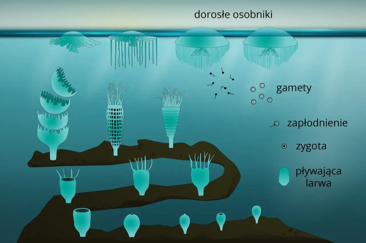 Zdjęcie Jak się rozmnażają meduzy - zaskakujący cykl życia i reprodukcja