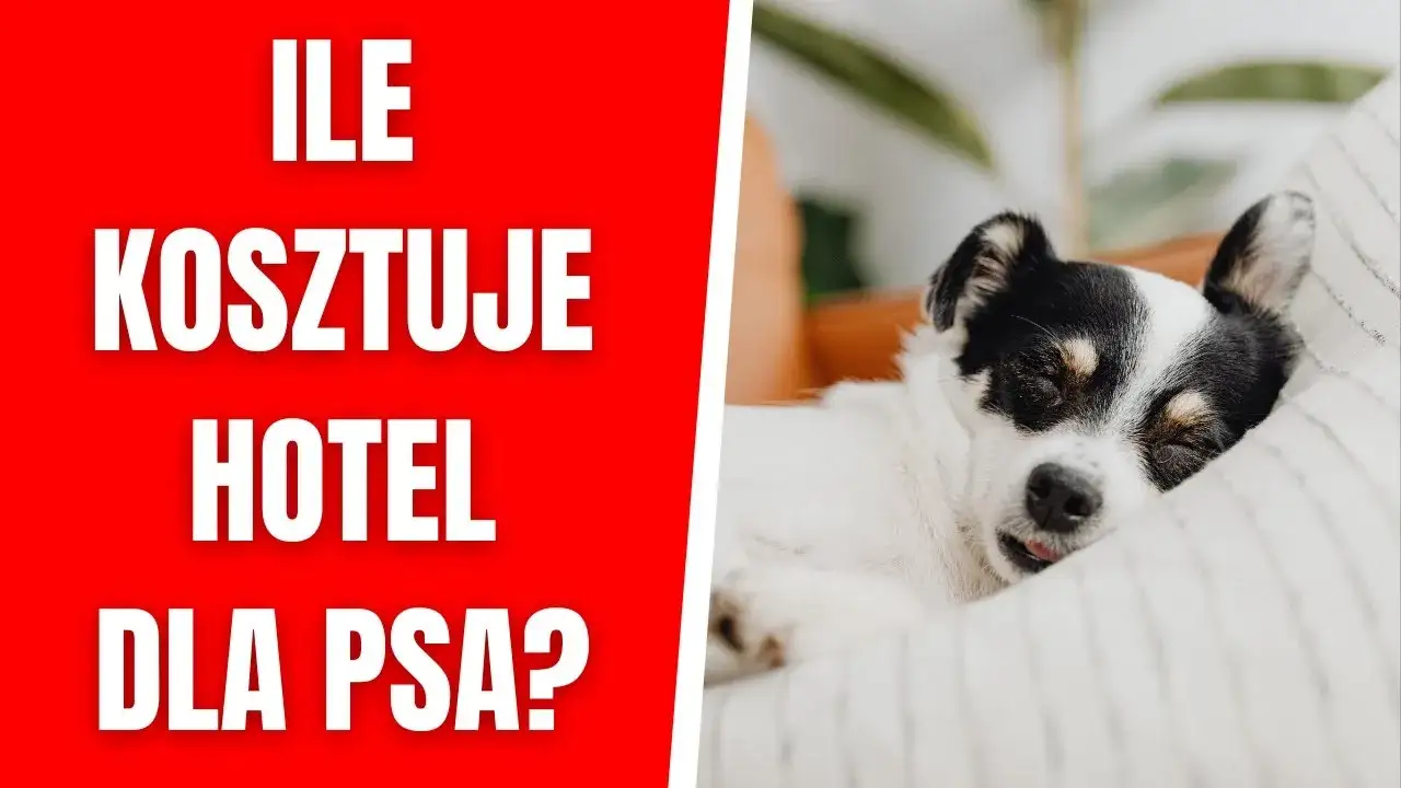 Zdjęcie Ile kosztuje psi hotel? Ceny, które mogą cię zaskoczyć