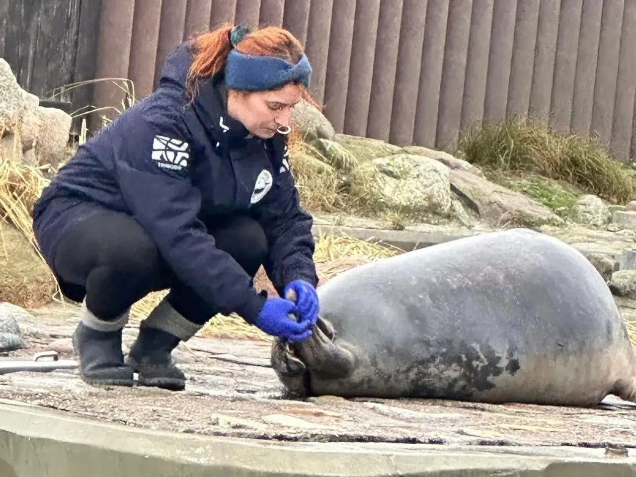Zdjęcie Fokarium Hel – dlaczego nie możesz zabrać psa ze sobą?