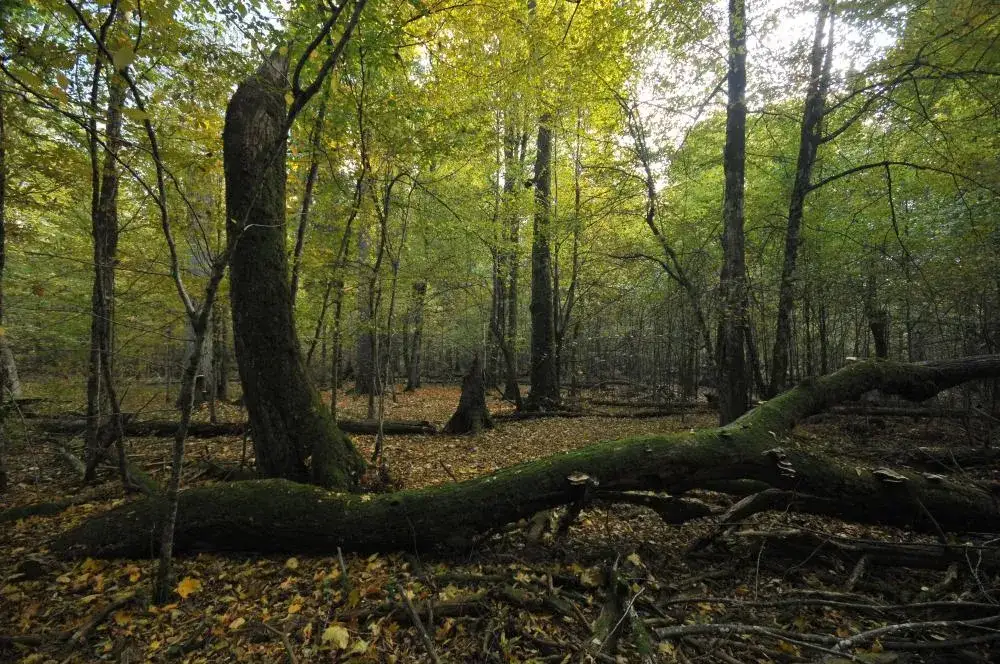 Zdjęcie Rezerwat przyrody Białowieża: Odkryj jego unikalne skarby natury