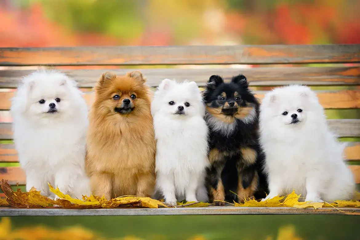 Zdjęcie Jak sprawdzić hodowlę psów w Związku Kynologicznym i uniknąć oszustw