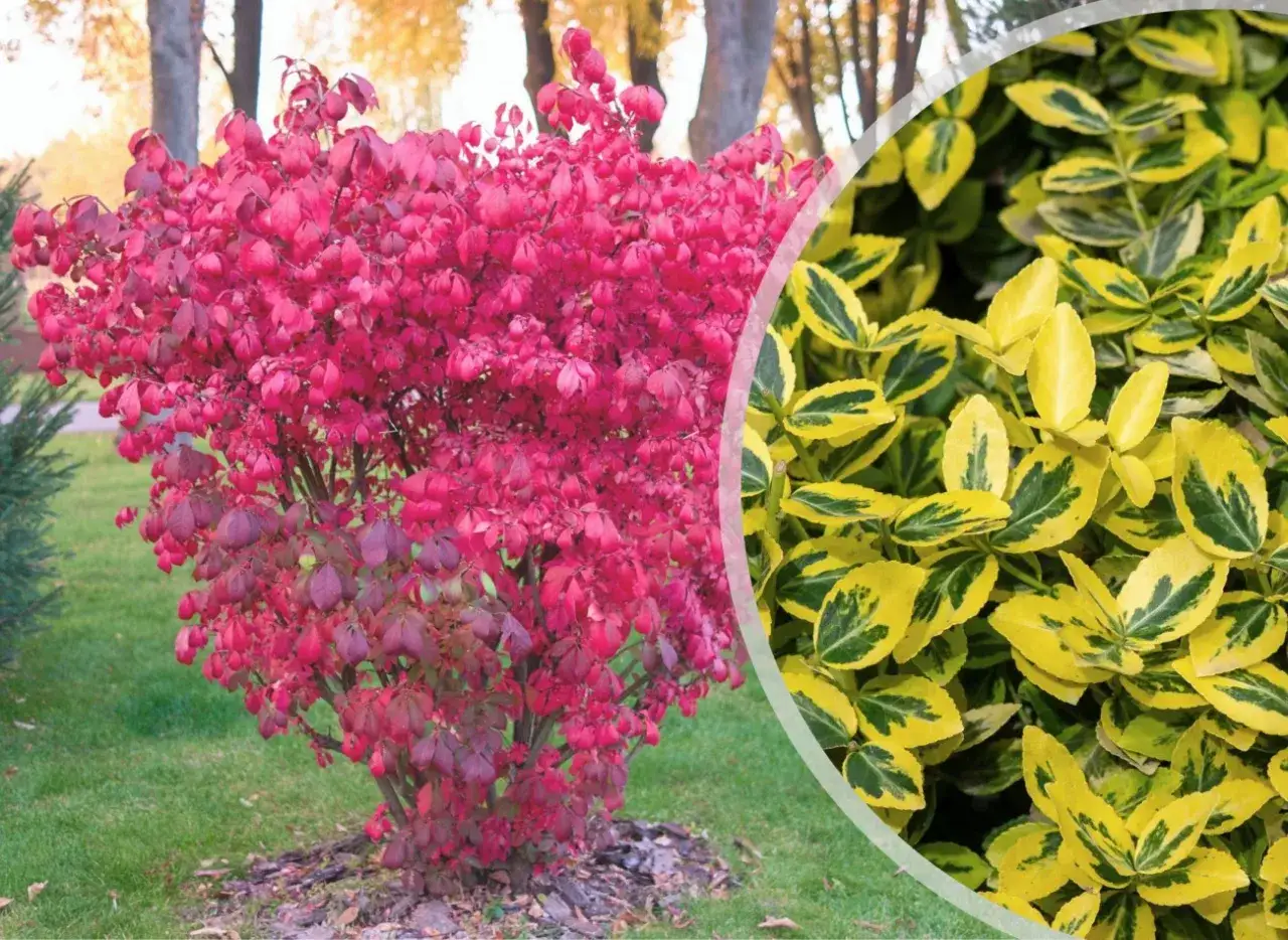 Zdjęcie Jak przycinać trzmielinę, aby uniknąć błędów i uzyskać piękne rośliny