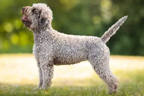 Zdjęcie Lagotto Romagnolo sierść czy włos - poznaj różnice i pielęgnację