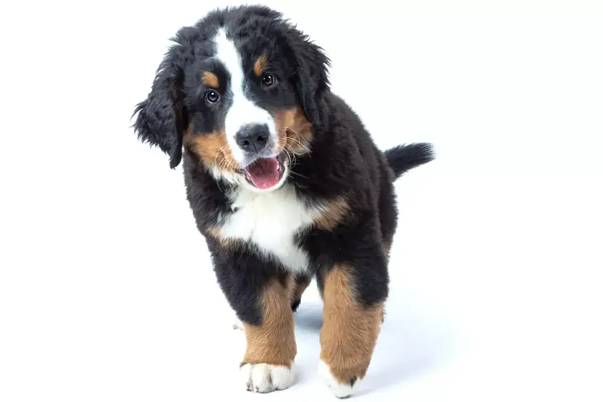 Zdjęcie Jak szybko rośnie szczeniak berneńskiego psa pasterskiego i ile waży?