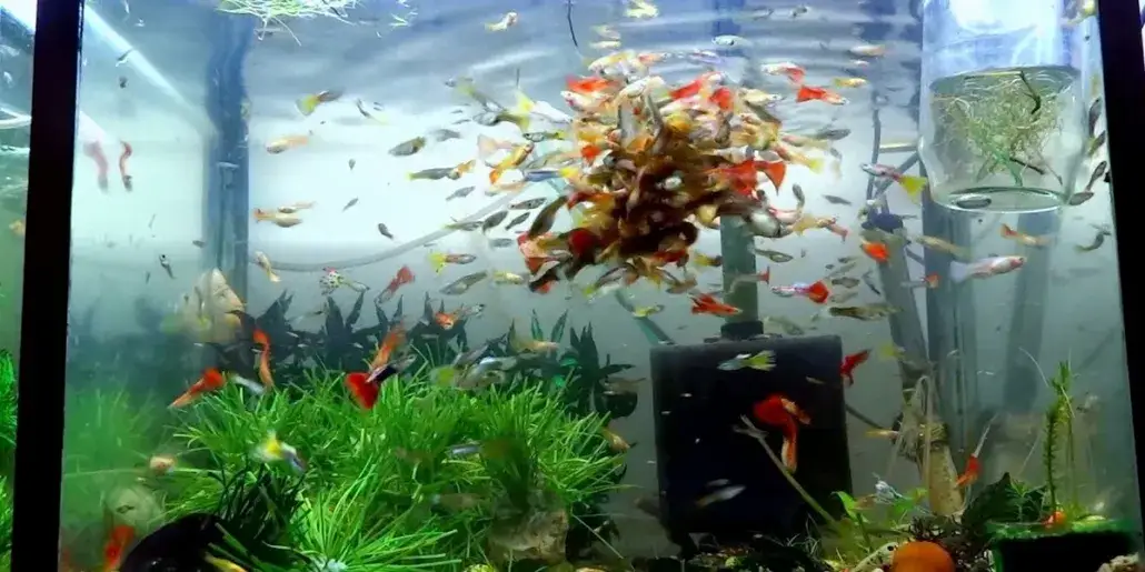 Zdjęcie Ile gupików do 30l? Kluczowe zasady dla zdrowego akwarium