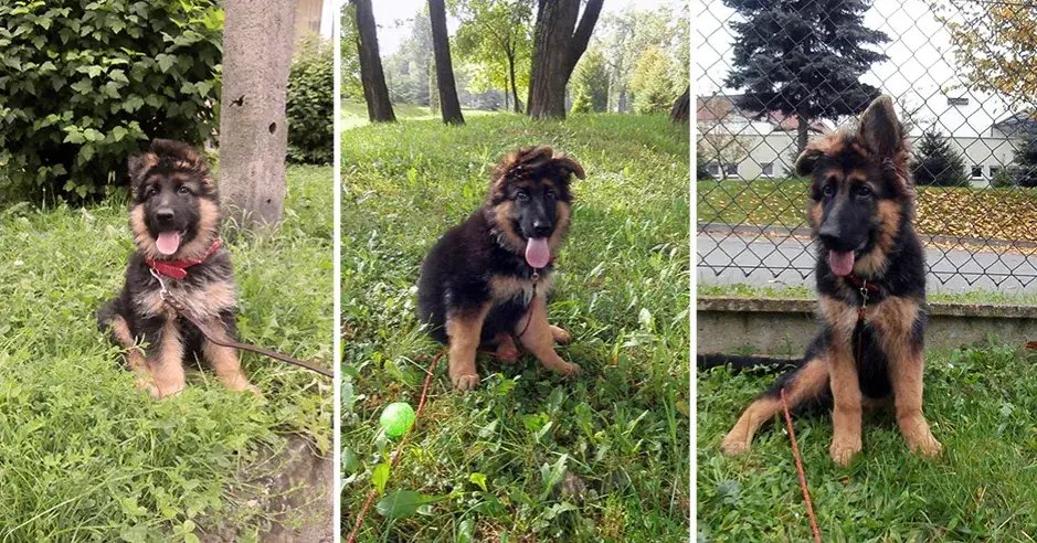 Zdjęcie Jak wygląda 5 miesięczny owczarek niemiecki? Cechy i wymiary szczeniaka