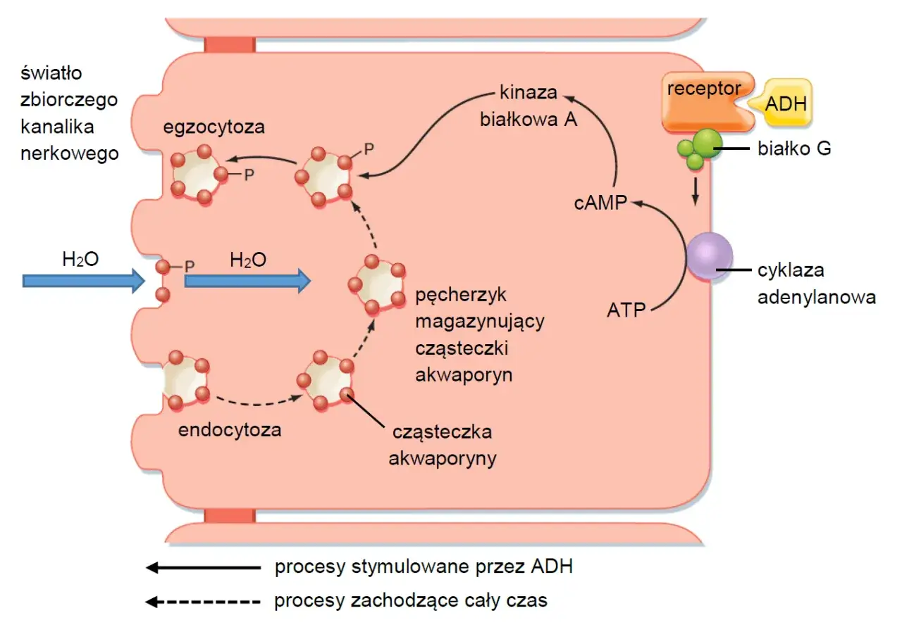 schemat resorpcji w kanalikach nerkowych