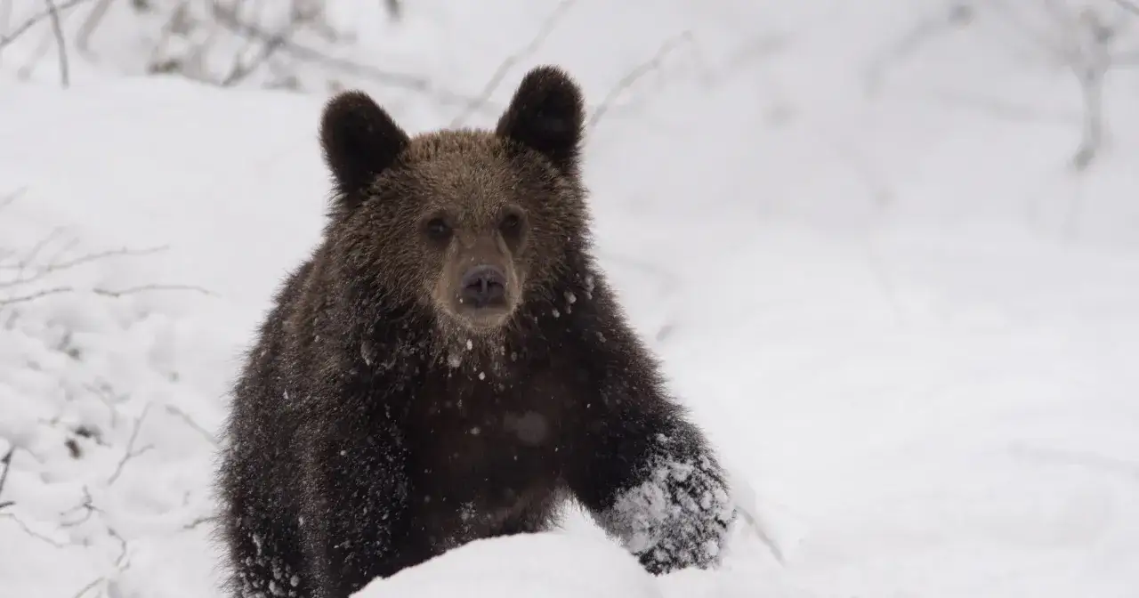 Młody niedźwiedź brunatny w śniegu. Takie miejsca wybierają niedźwiedzie brunatne, gdzie spędzają okres zimowy, szukając schronienia.