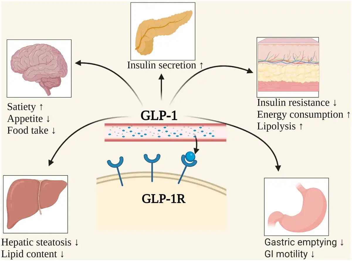 GLP-1 wpływa na mózg (sytość), trzustkę (wydzielanie insuliny), tkankę tłuszczową, wątrobę i żołądek, regulując metabolizm.