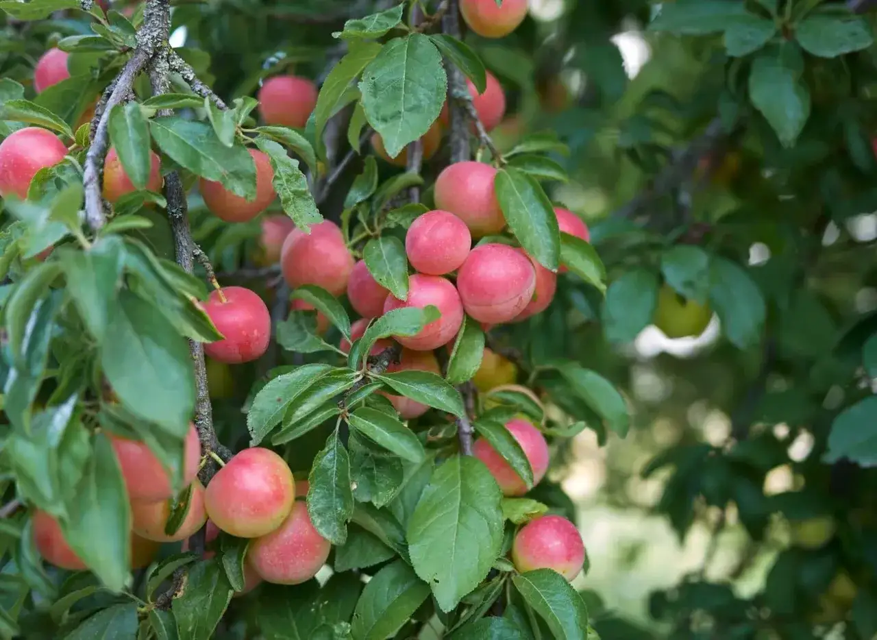 Gałąź śliwy wiśniowej z licznymi, rumianymi owocami. Czy te soczyste owoce są jadalne?