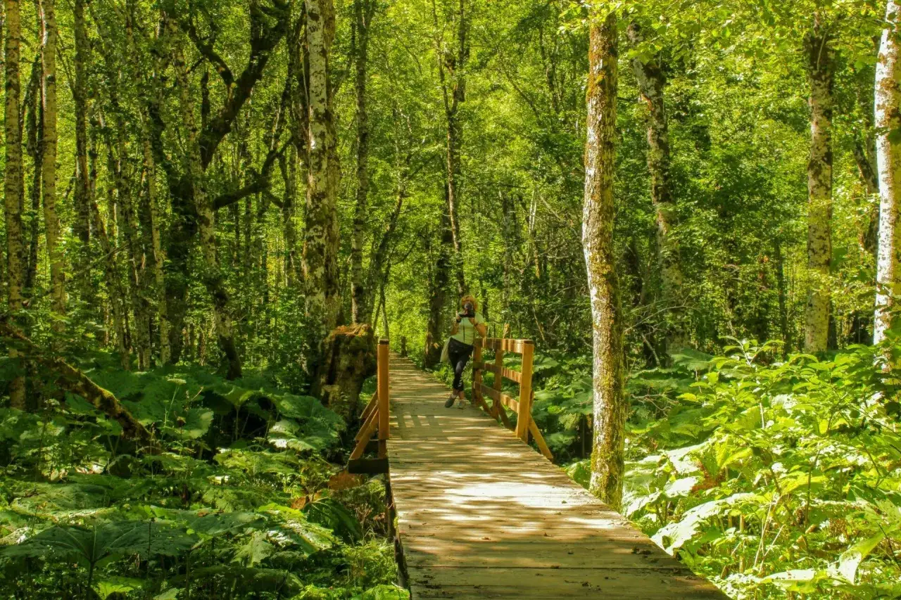 Kobieta spaceruje drewnianym mostkiem przez bujny las w Biogradska Gora.