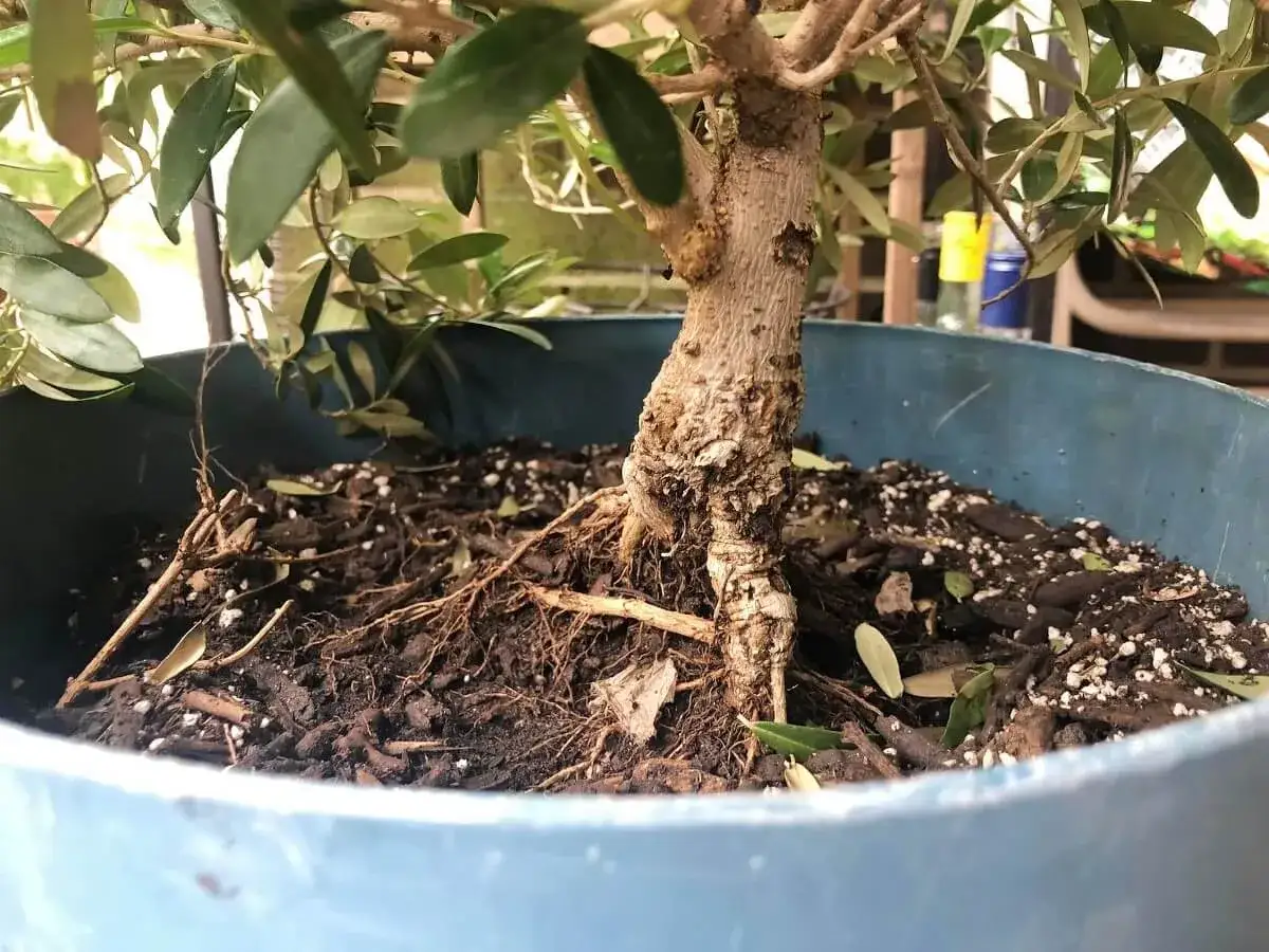 Korzenie oliwki w donicy, ukazujące jej potrzebę dobrej ziemi do wzrostu.