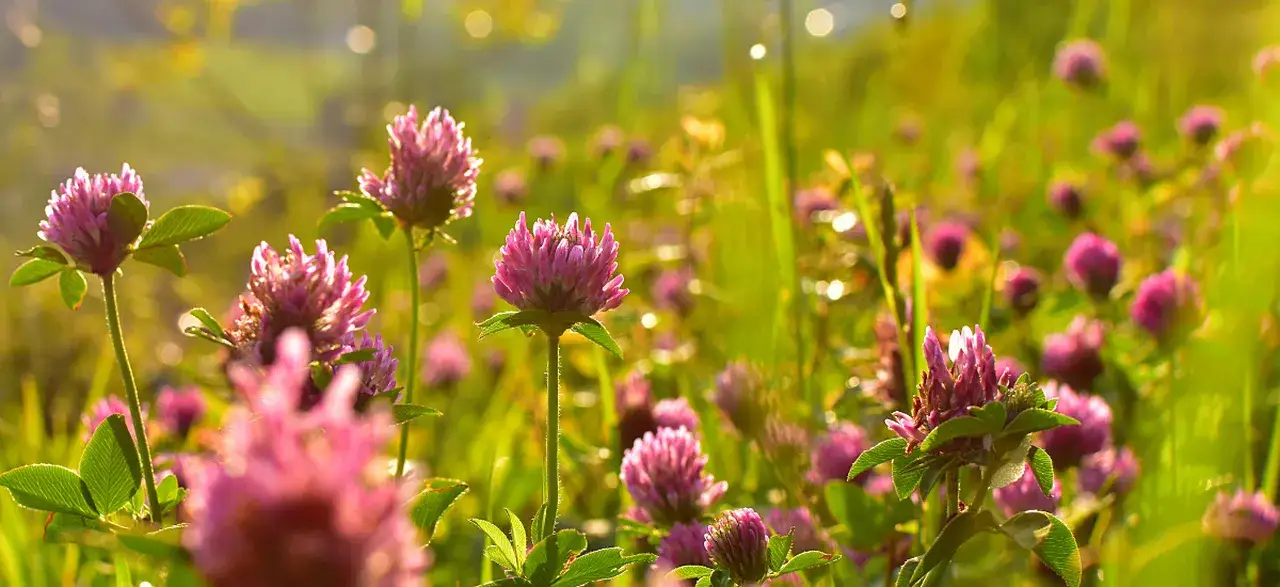 Zdjęcie Czerwona koniczyna chwast: jak z nią walczyć i wykorzystać jej zalety