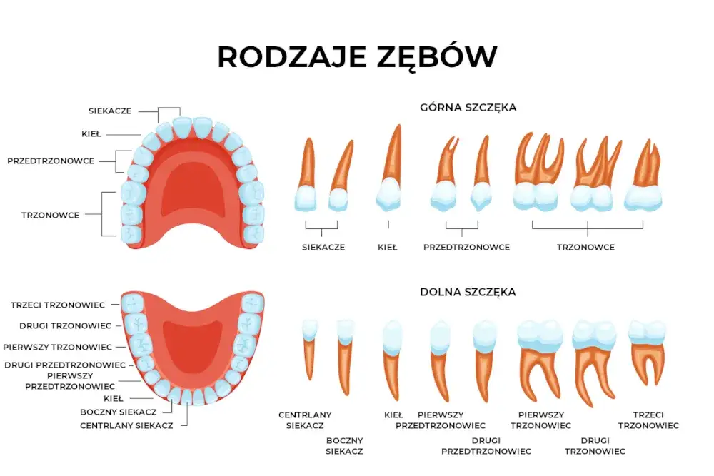 Rodzaje zębów stałych i ich funkcje schemat