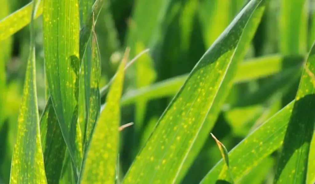 Objawy niedobor&oacute;w mikroelement&oacute;w na liściach pszenicy