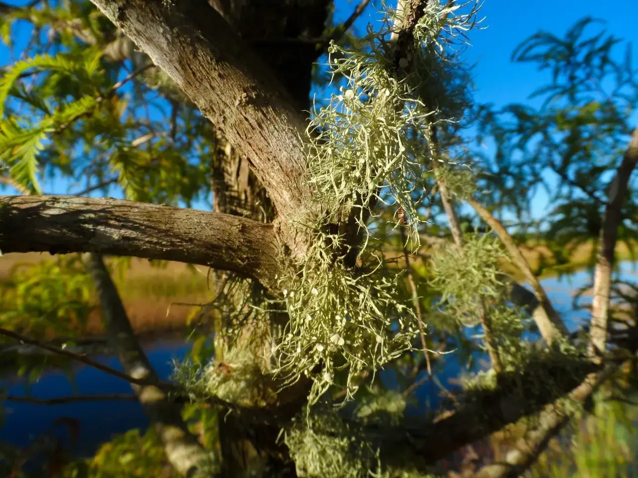 Mszaki bioindykacja zanieczyszczenia powietrza