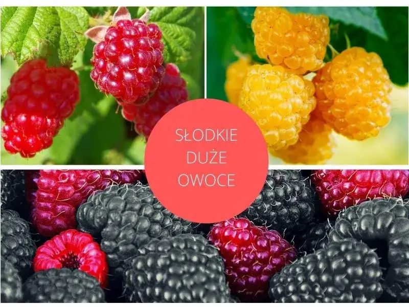 r&oacute;żne odmiany malin w Polsce