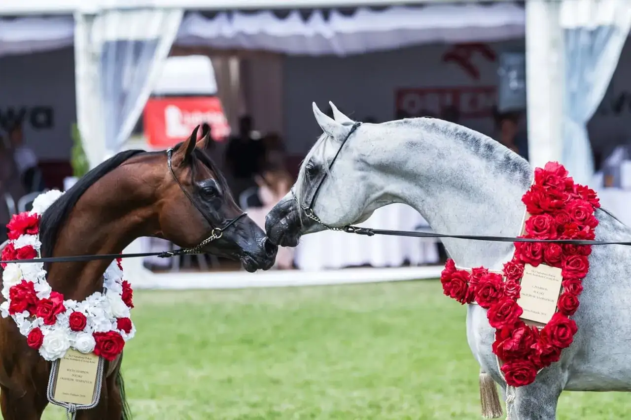 Dwa piękne konie czystej krwi arabskiej, ozdobione wieńcami z czerwonych i białych róż, zbliżają się do siebie.
