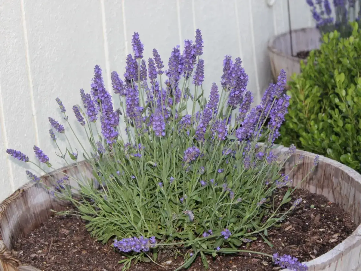 Kiedy przycinać lawendę? Krzew pełen fioletowych kwiat&oacute;w w drewnianej donicy, gotowy do pielęgnacji.