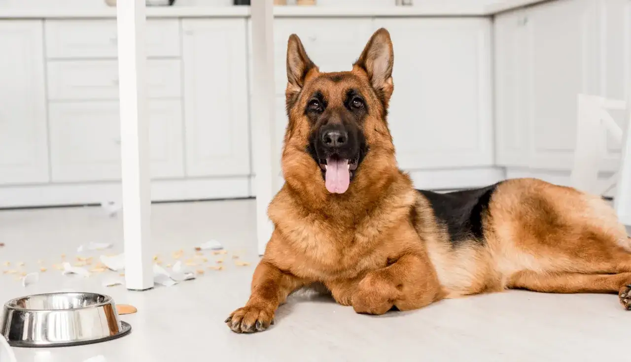 Zdjęcie Czym karmić owczarka niemieckiego, aby zapewnić mu zdrowie?