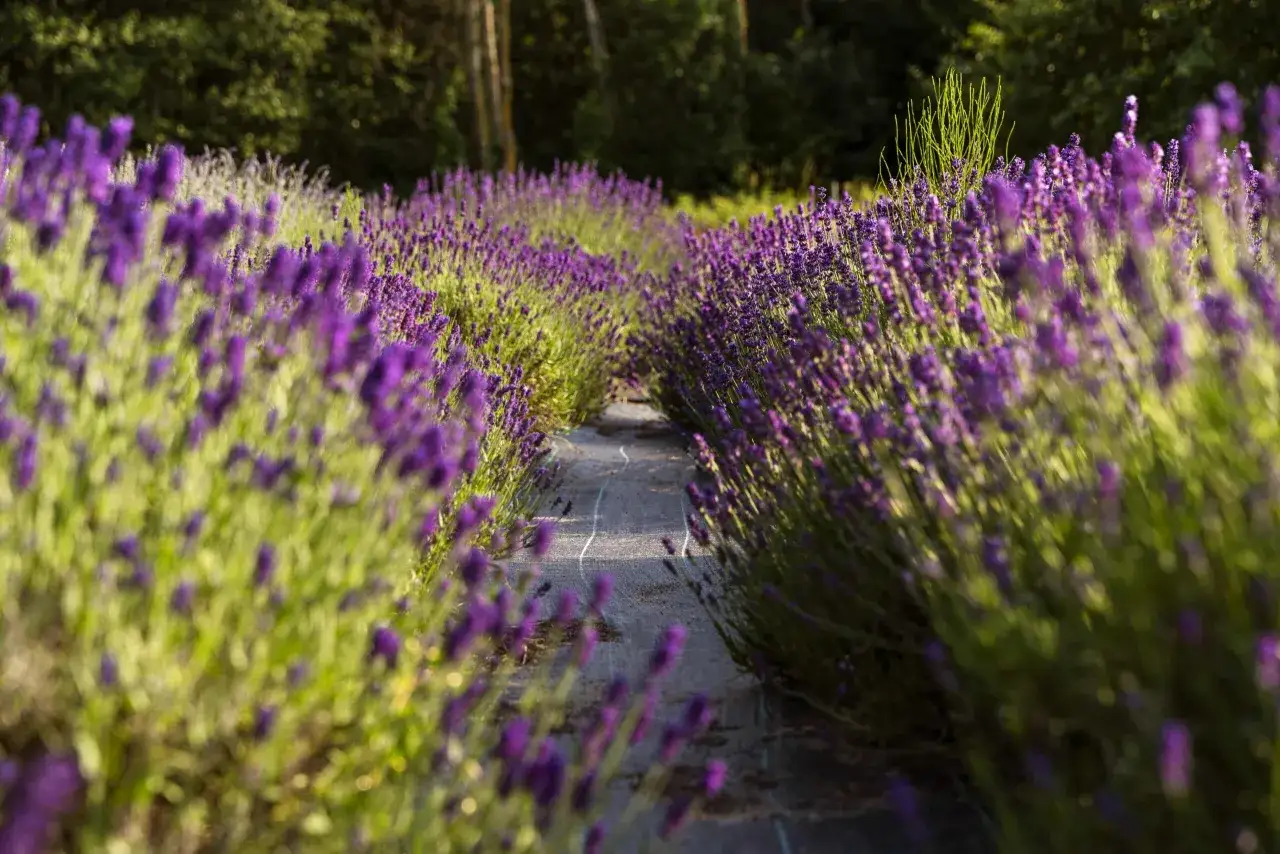 Rzędy kwitnącej lawendy, idealne do przycinania. Wczesne lato to najlepszy czas, kiedy przycinać lawendę, by cieszyć się jej pięknem.
