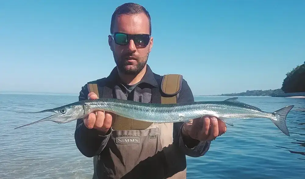 wędka spinningowa morska belona