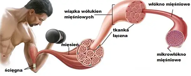 Fizjologia zakwasów DOMS mikrouszkodzenia mięśni