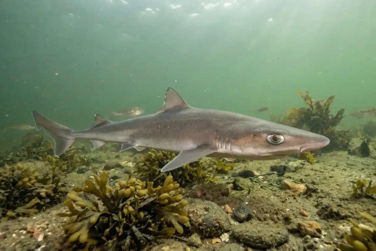 Płynący w Bałtyku rekin łopatonos, który nie jest groźny dla człowieka.