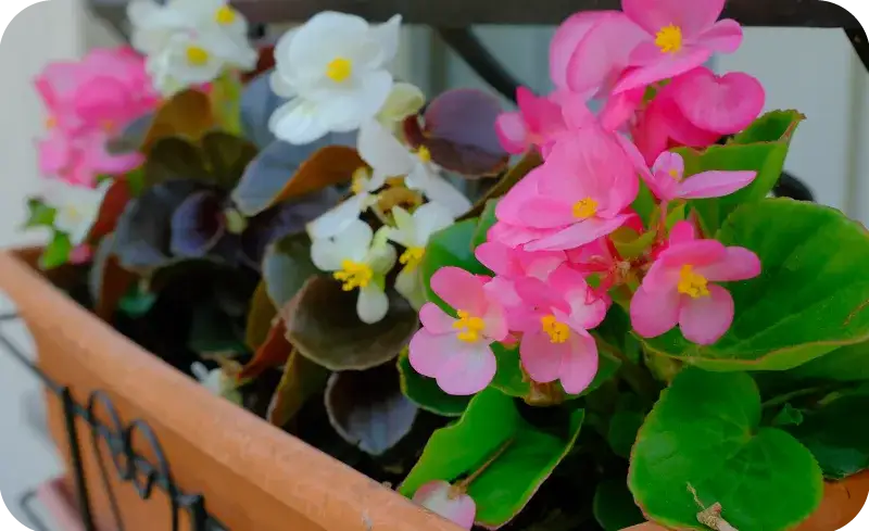 Rośliny na balkon p&oacute;łnocny kompozycje